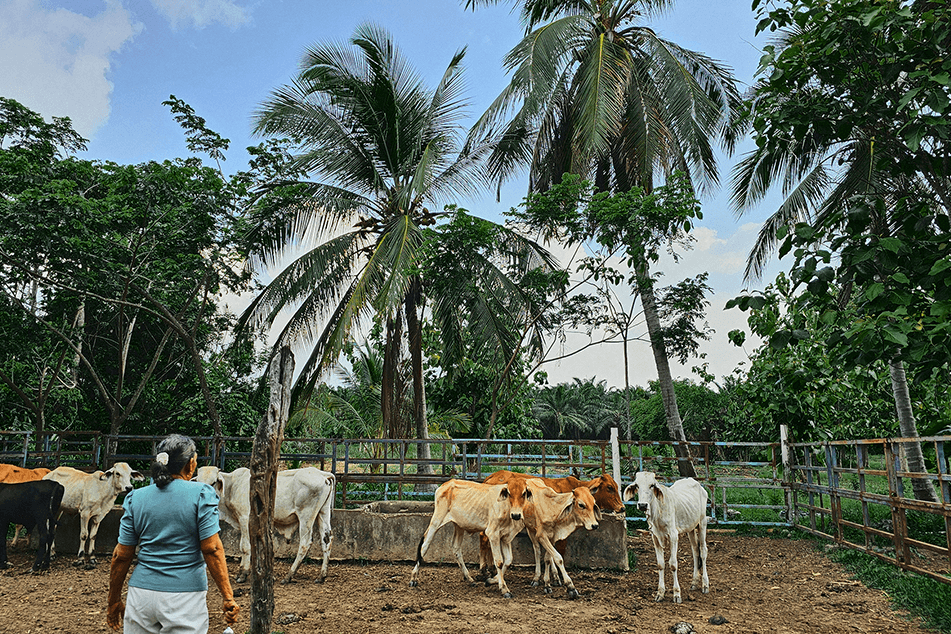 ©FAO/Maria Alejandra Lopera